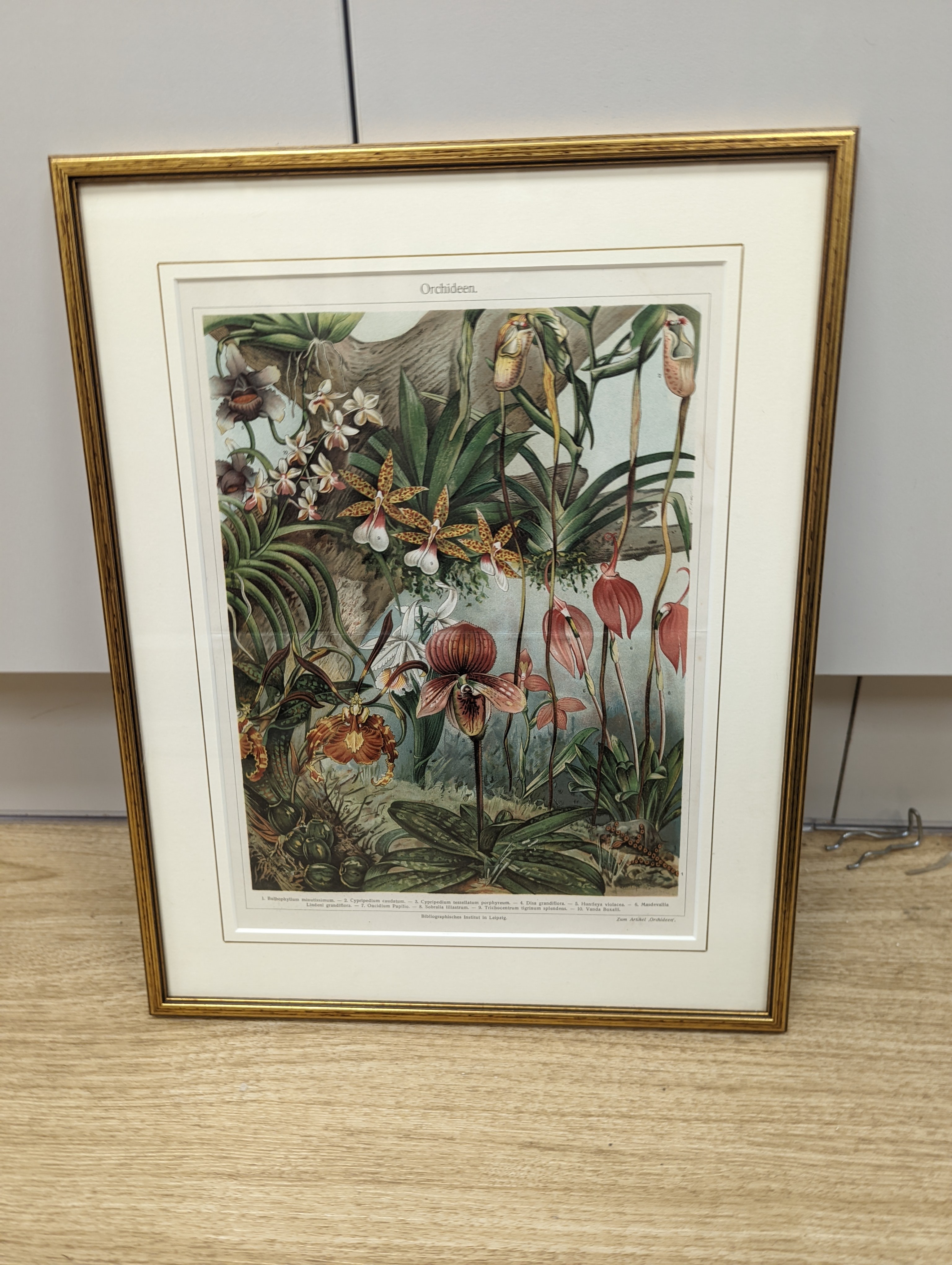 Bibliographisches Institut, Leipzig, sixteen assorted chromolithographs, Illustrations of orchids, fungi and other flora and fauna, 22 x 29cm